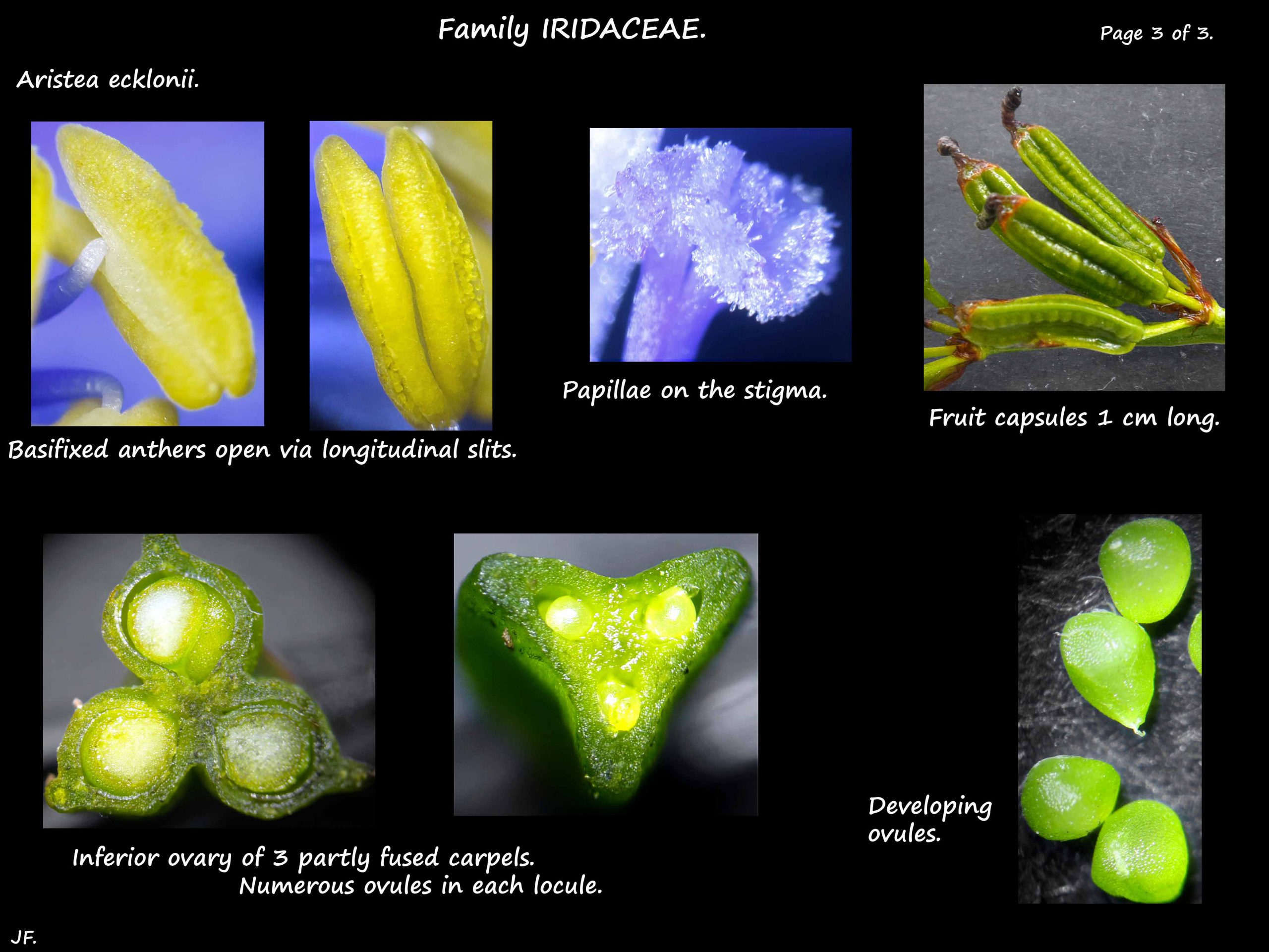 3 Aristea ecklonii carpels